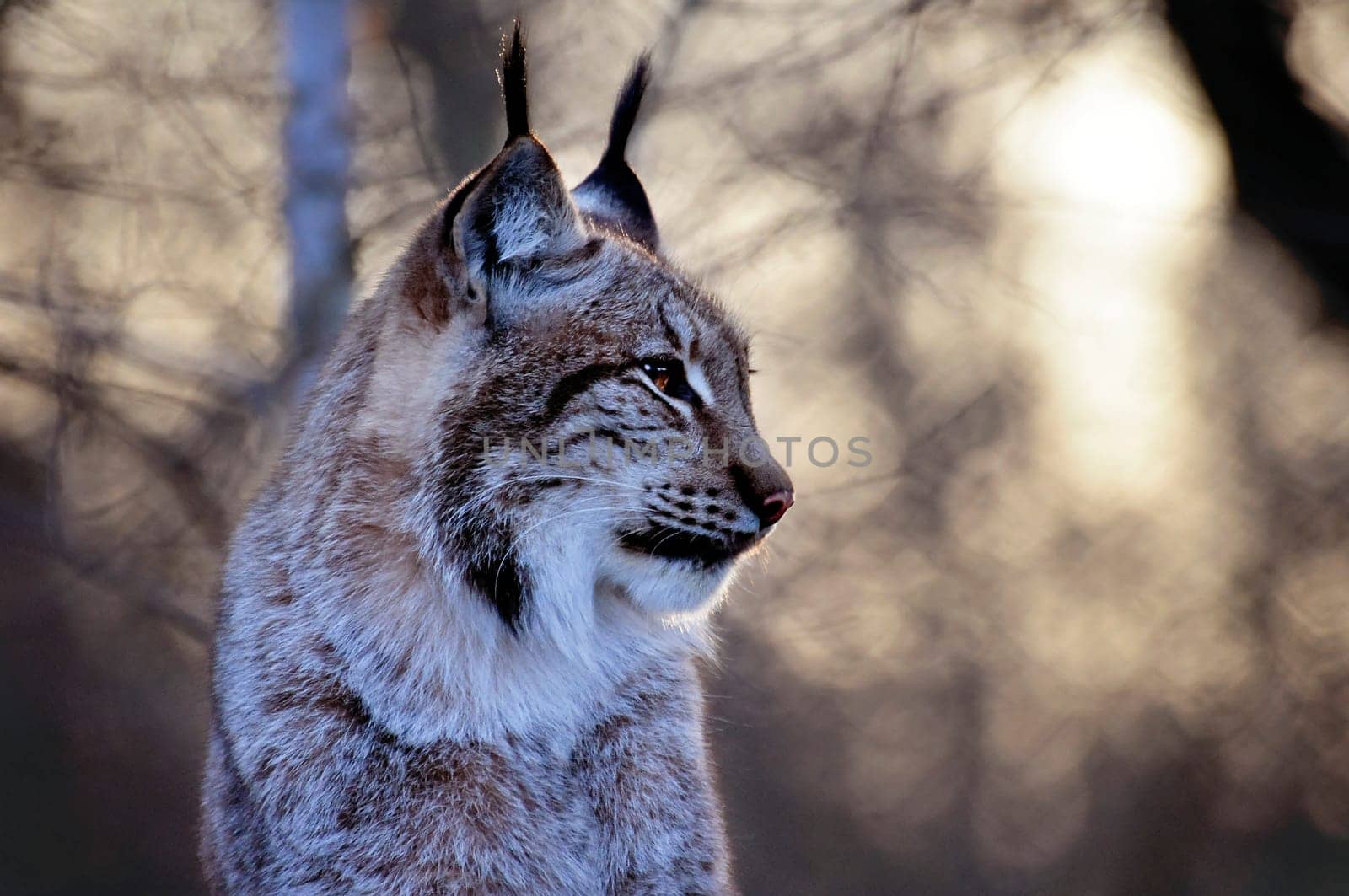 Lynx in winter fur