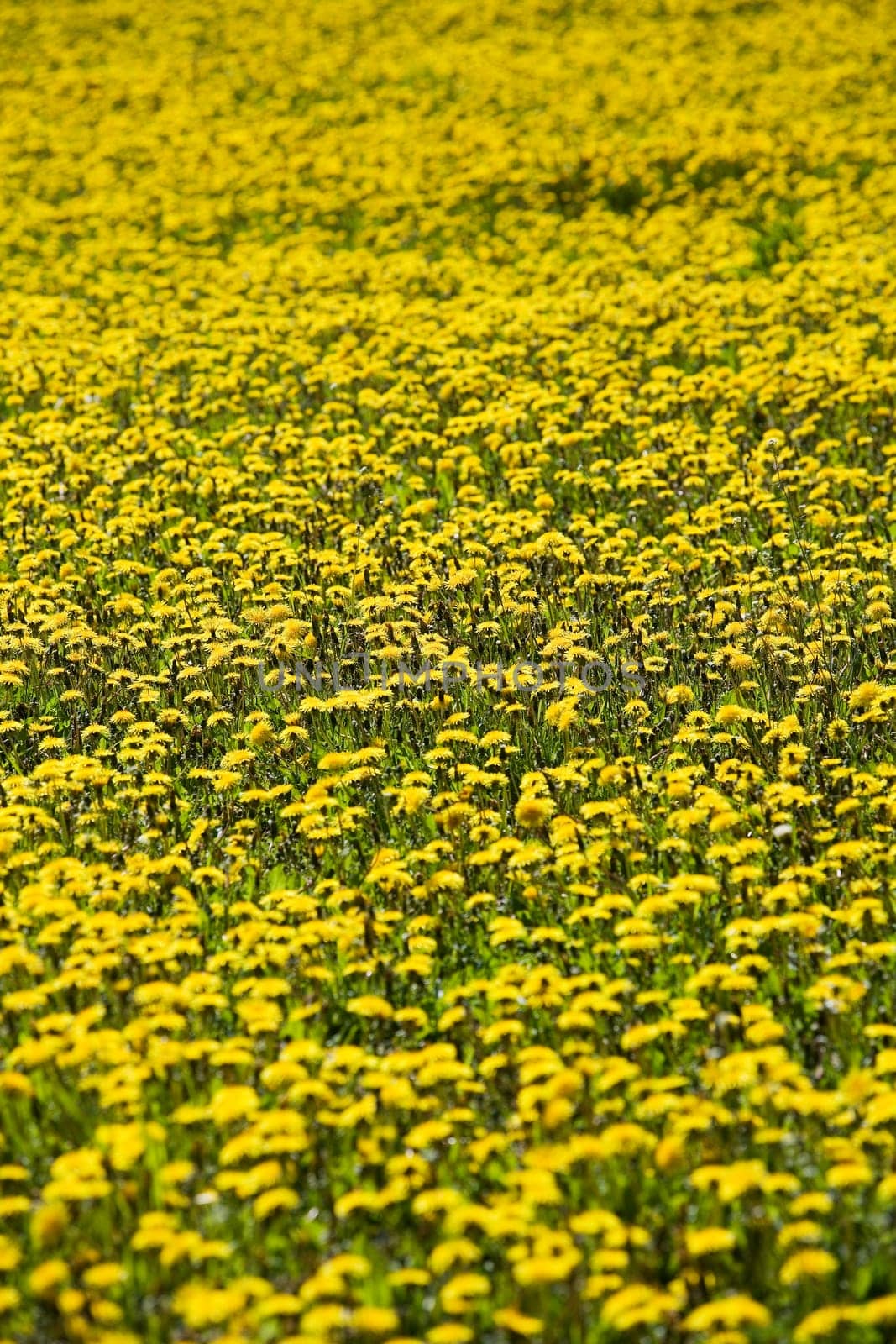 Field of Dandelions Full Frame