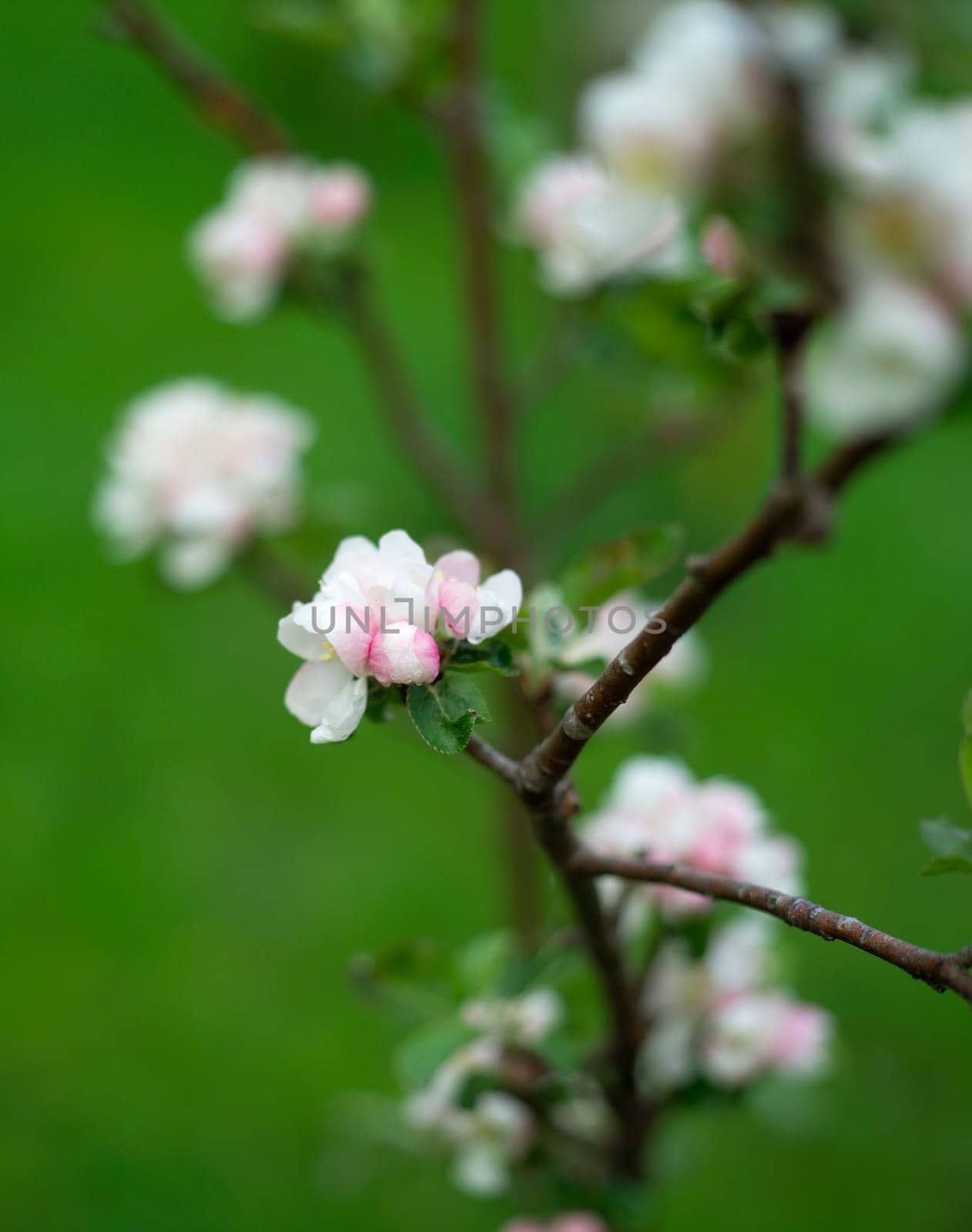 Apple Blossom with selective focus