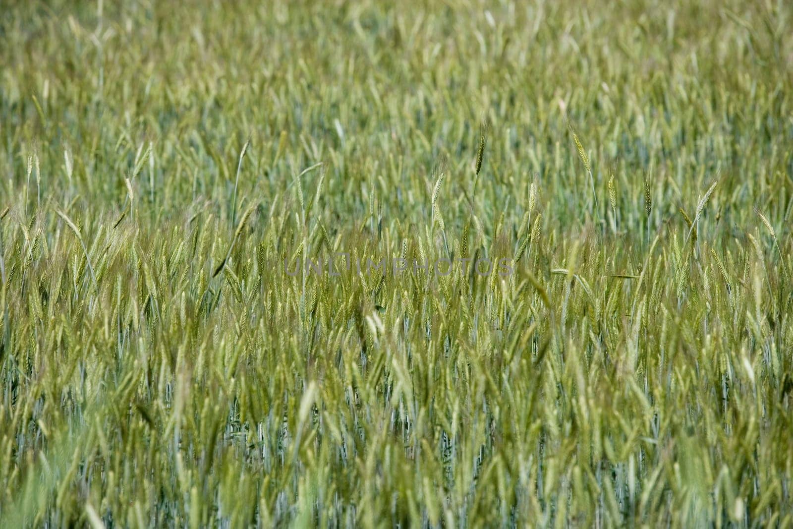 Filed of wheat full frame