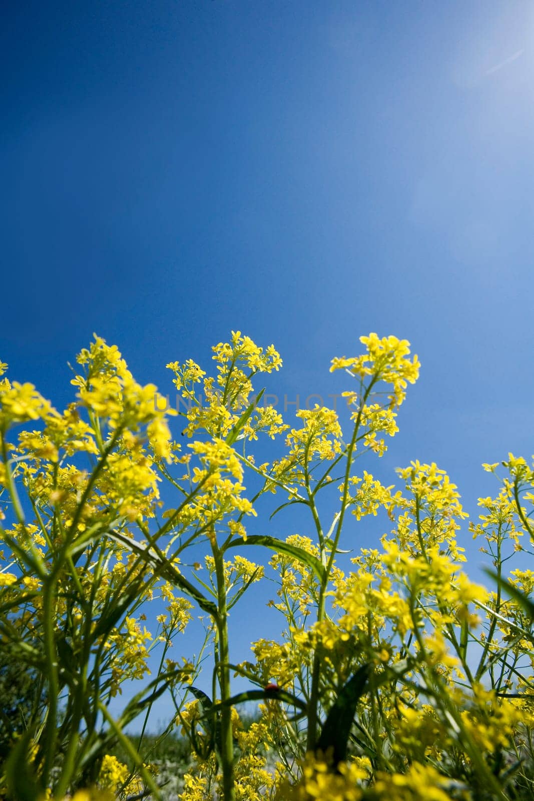 Oilseed Rape from low angle view towards blue sky