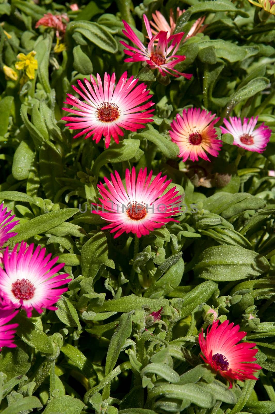 Group of red flowers full frame