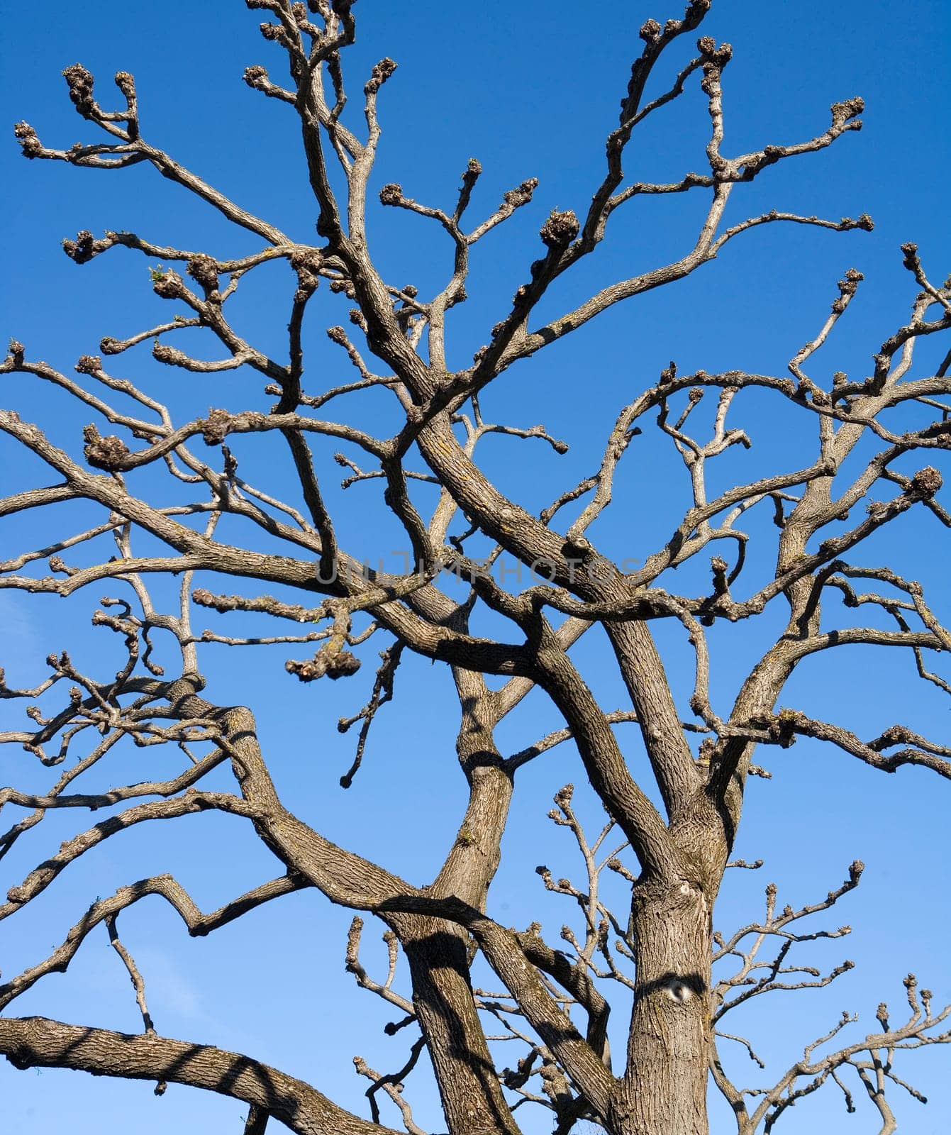 Blank tree branches towards blue sky