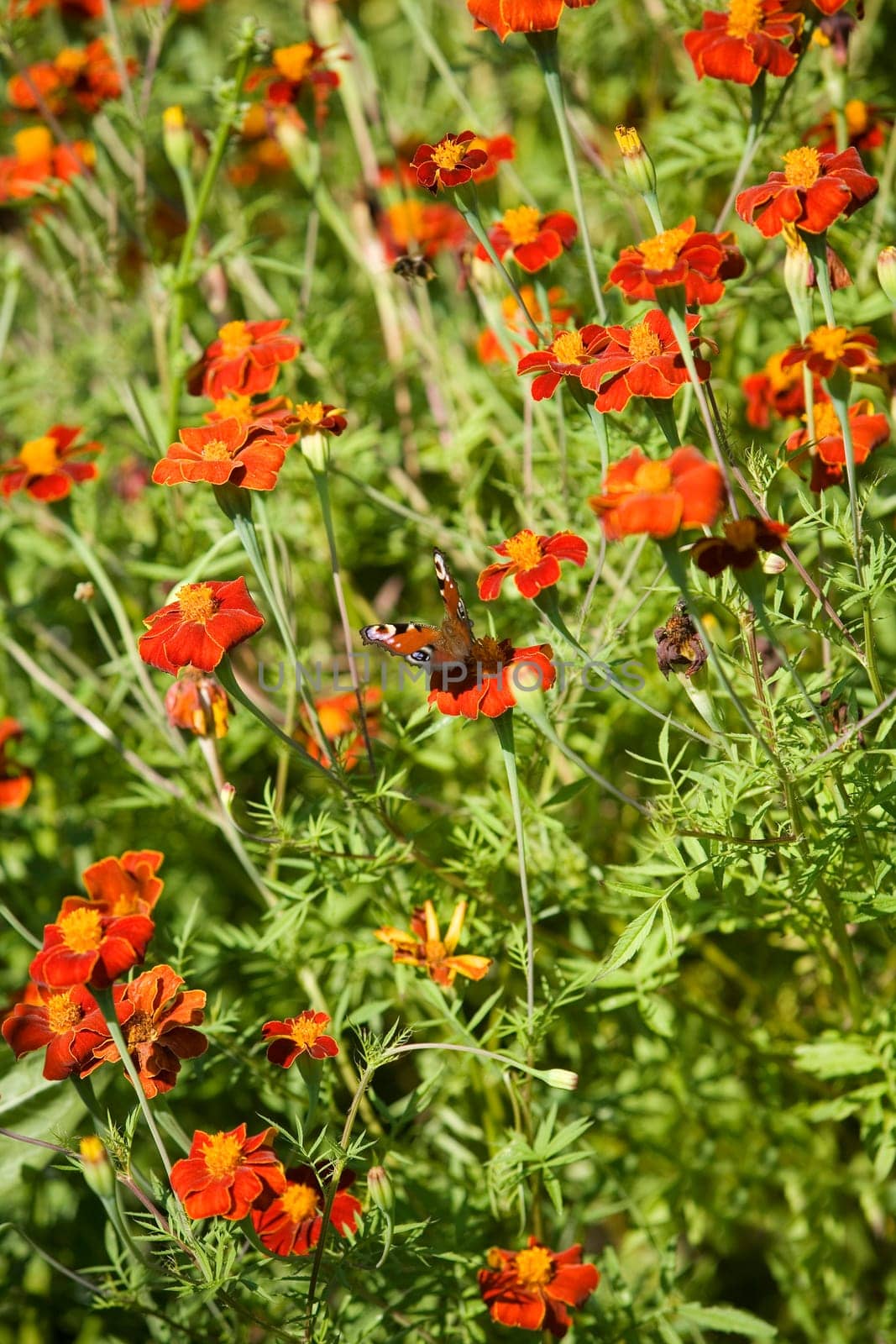 Butterfly on a flower with selective focus