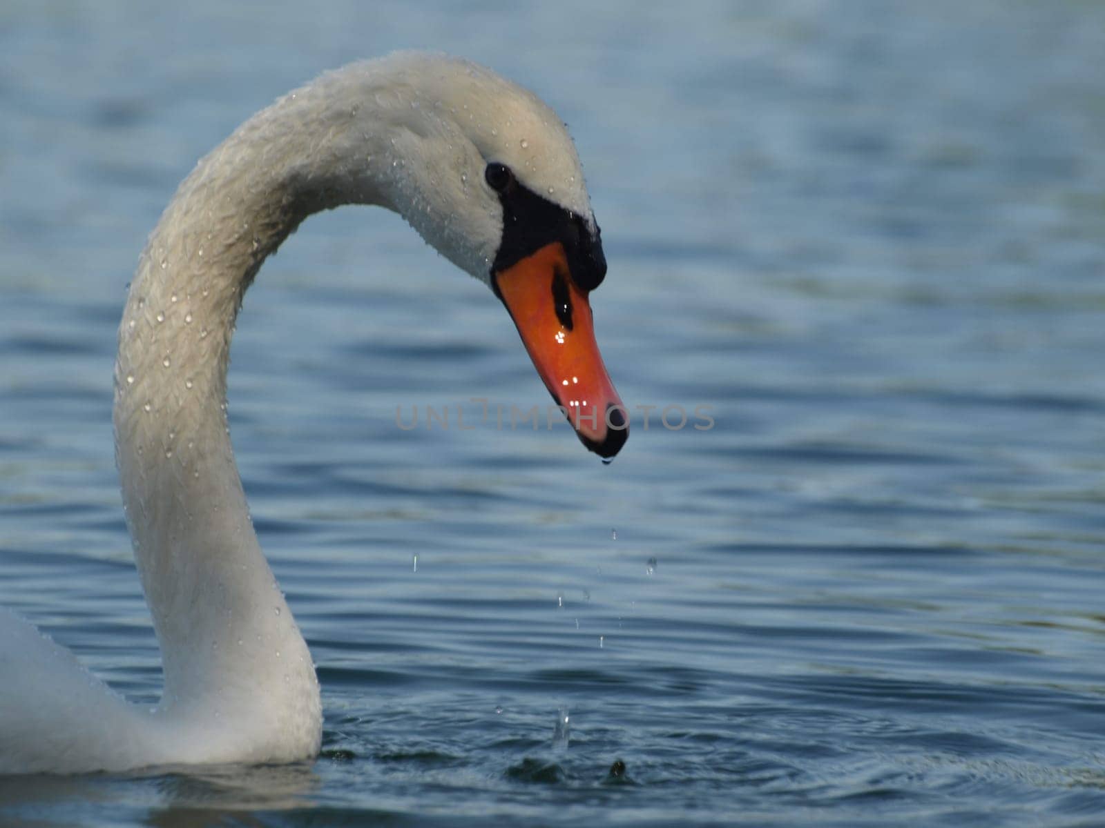 Mute swan