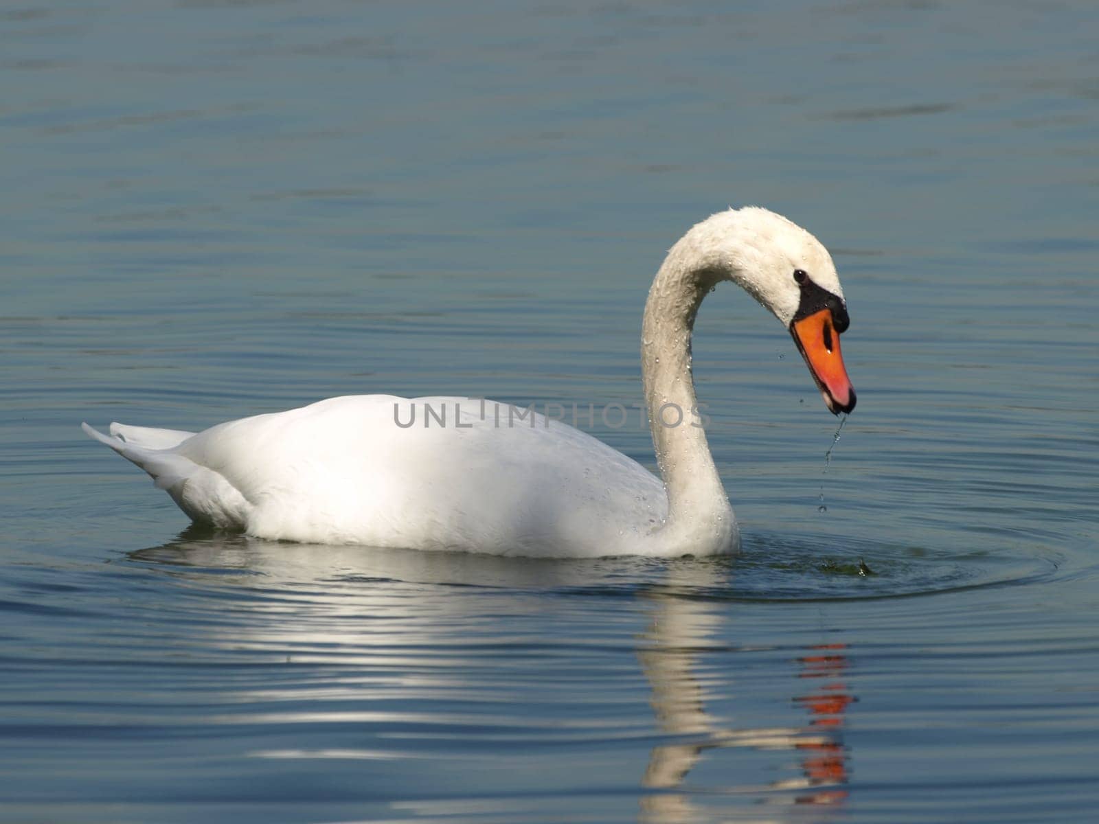 Mute swan