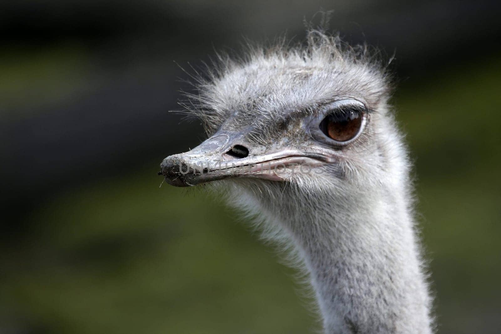 Greater rhea