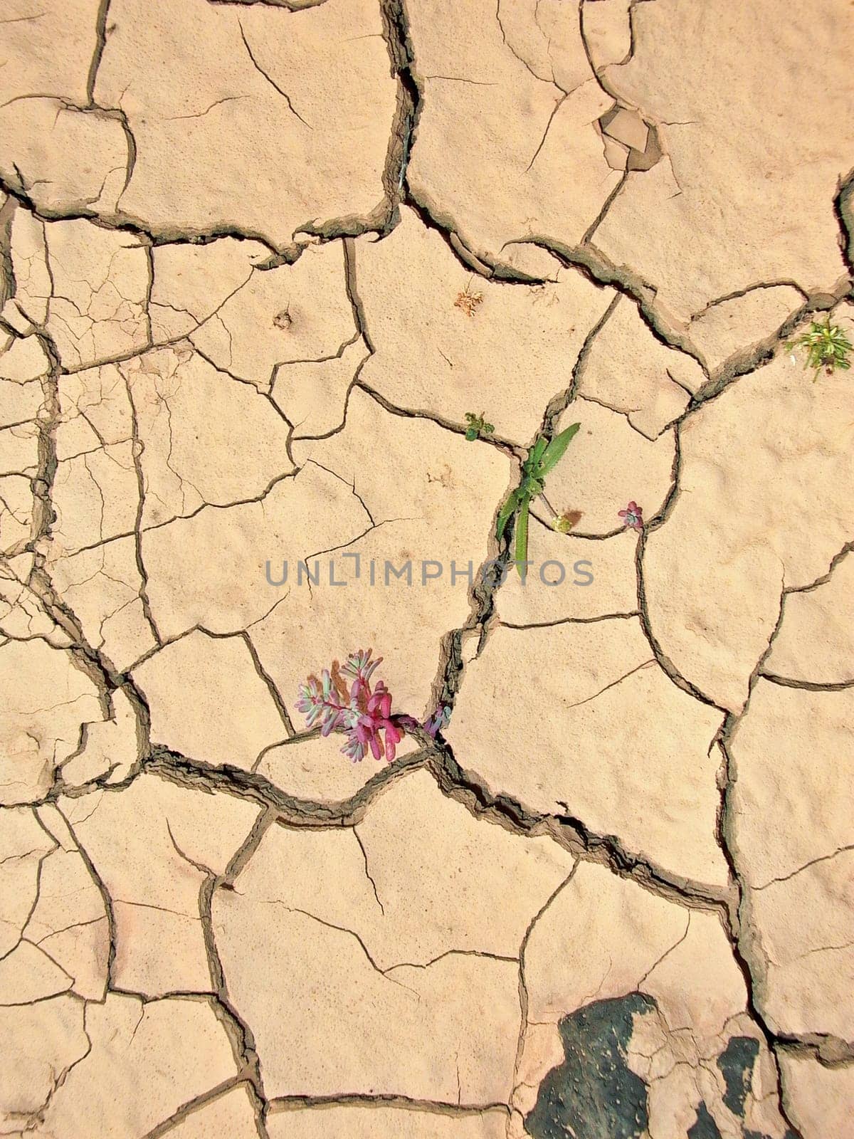 earth is cracked by heat and dryness but flowers are coming back