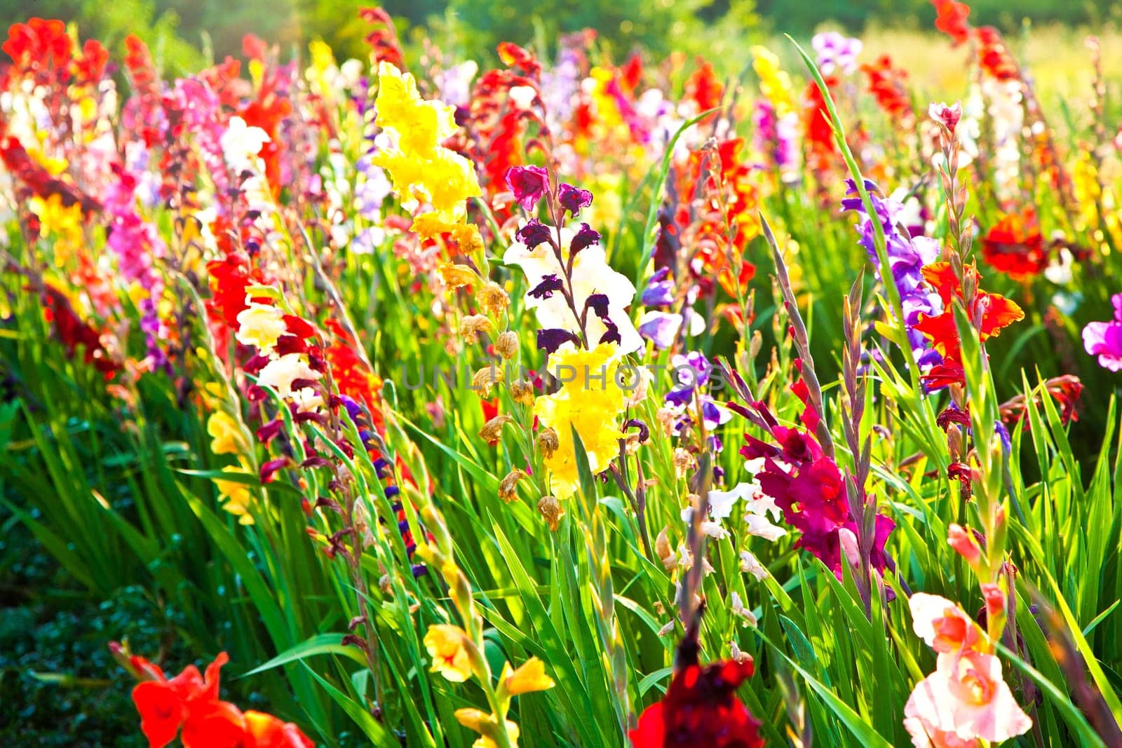 beautiful flowers in the meadow
