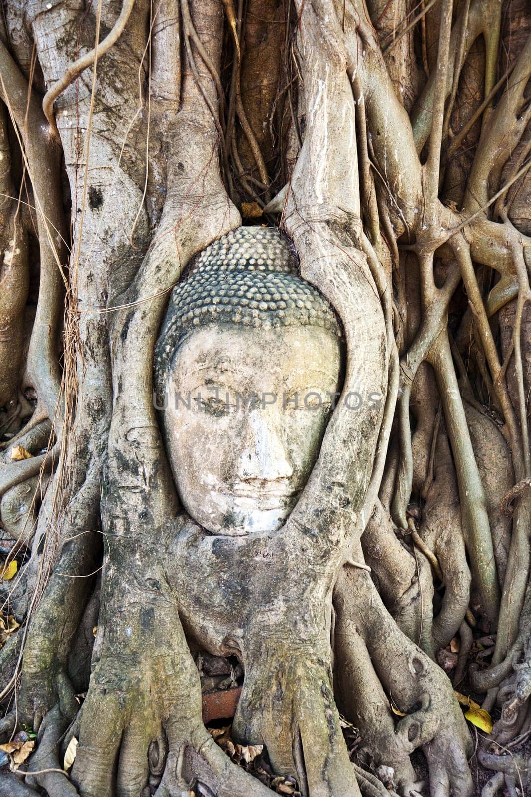 buddhas head in Mahathat temple in Ajutthaya is covered by roots of a tree