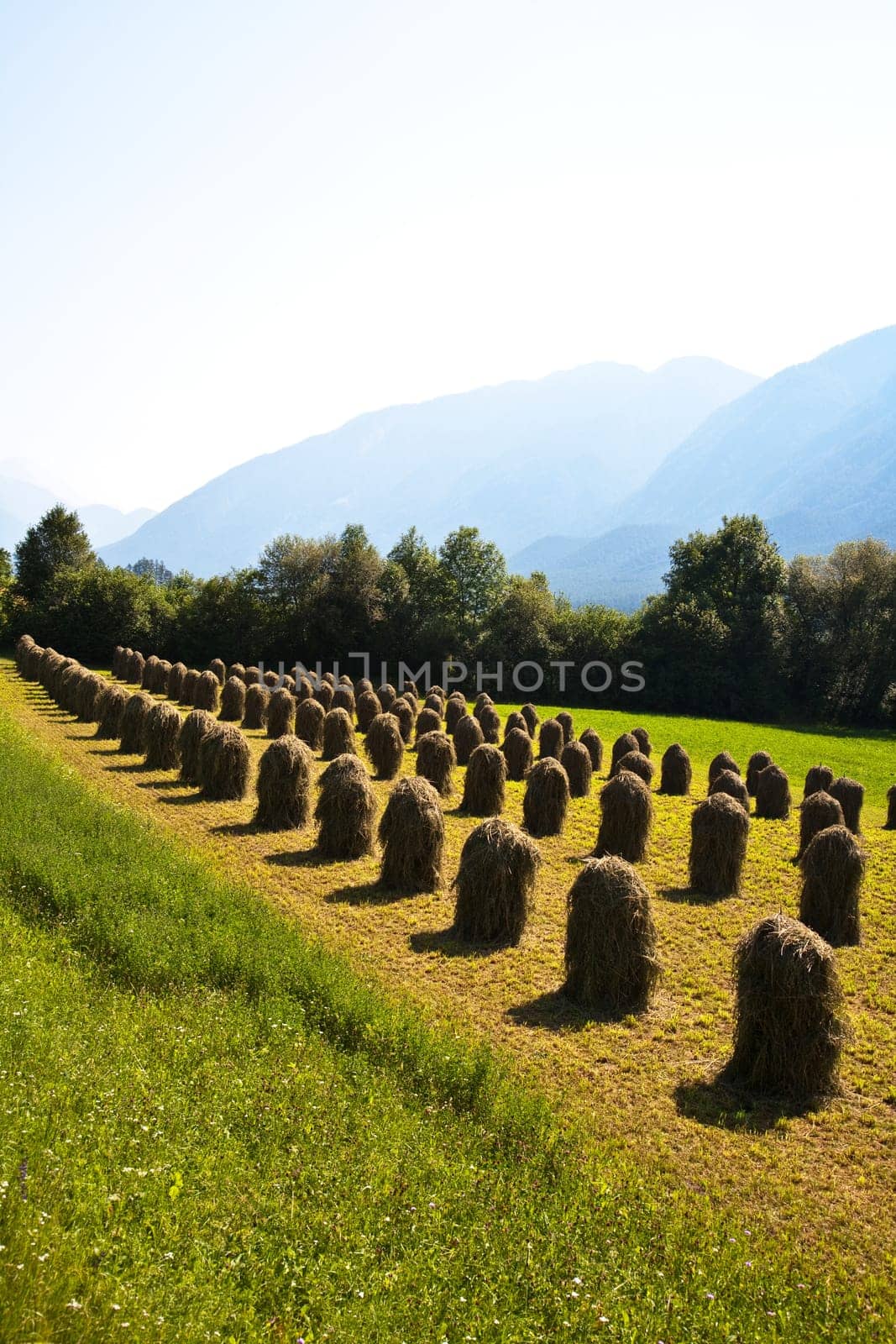beautiful landscape in the tirolean Alps, fresh smelling grass is stapled for drying, looks like figures in the countryside