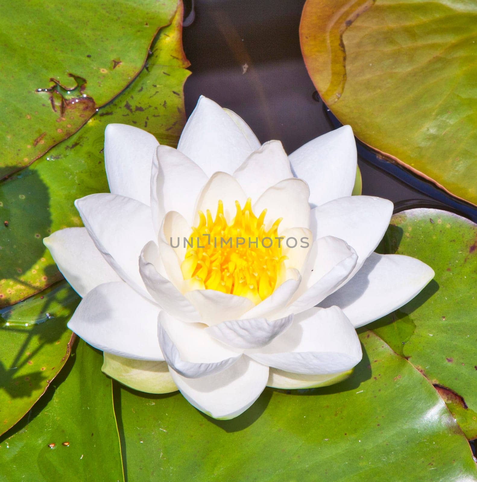 Japanese white lotus water lily in lake