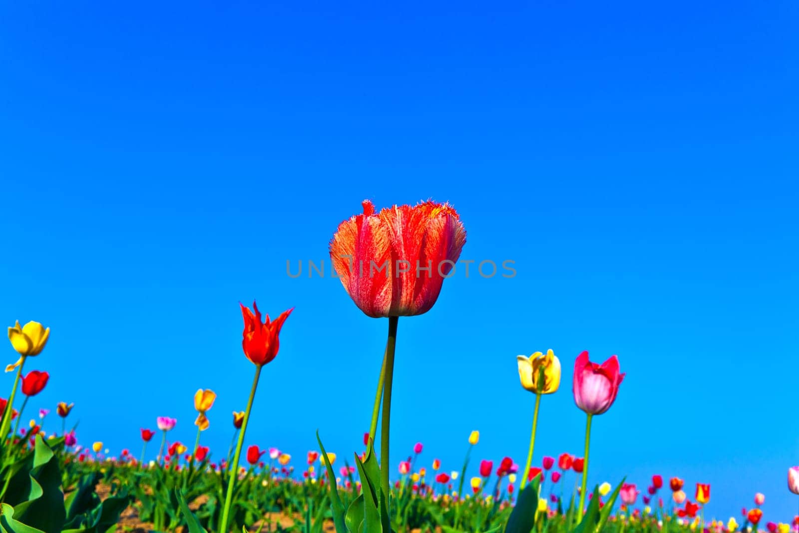 Spring field with blooming colorful tulips