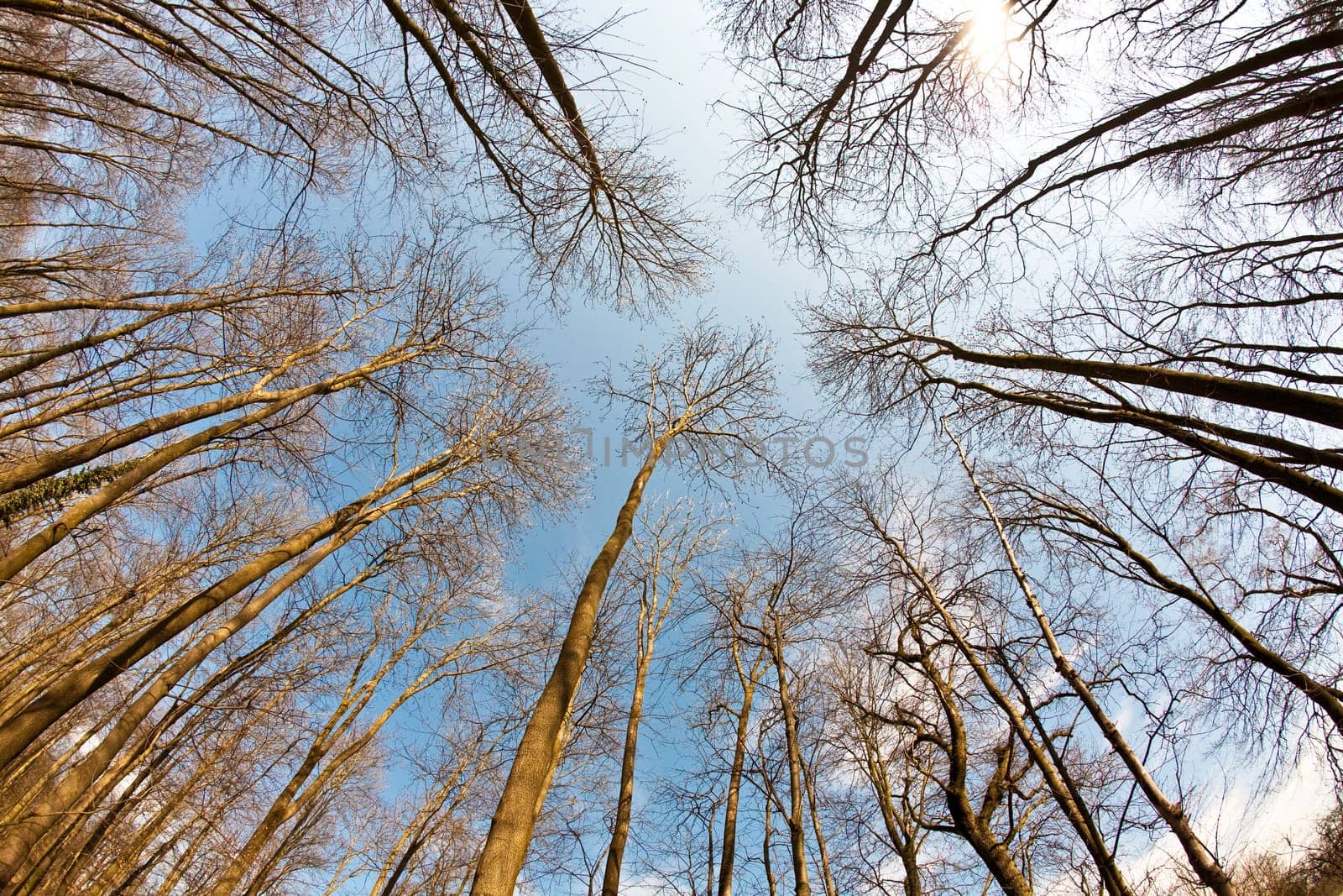 tree crowns on deep blue sky