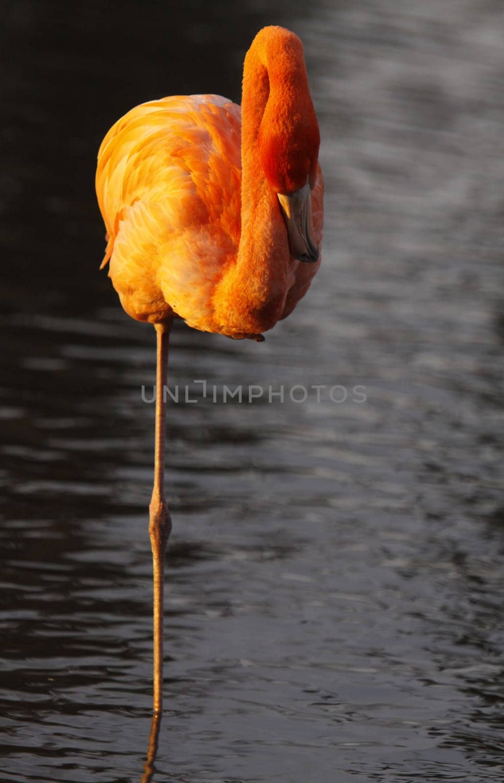 Chilean flamingo