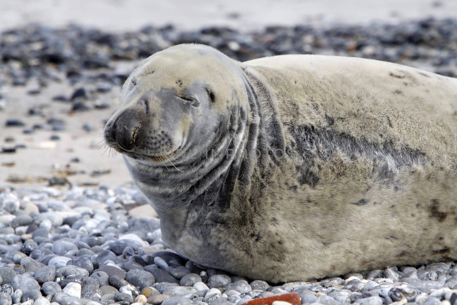 Grey seal on the beach of the Heligoland dune
