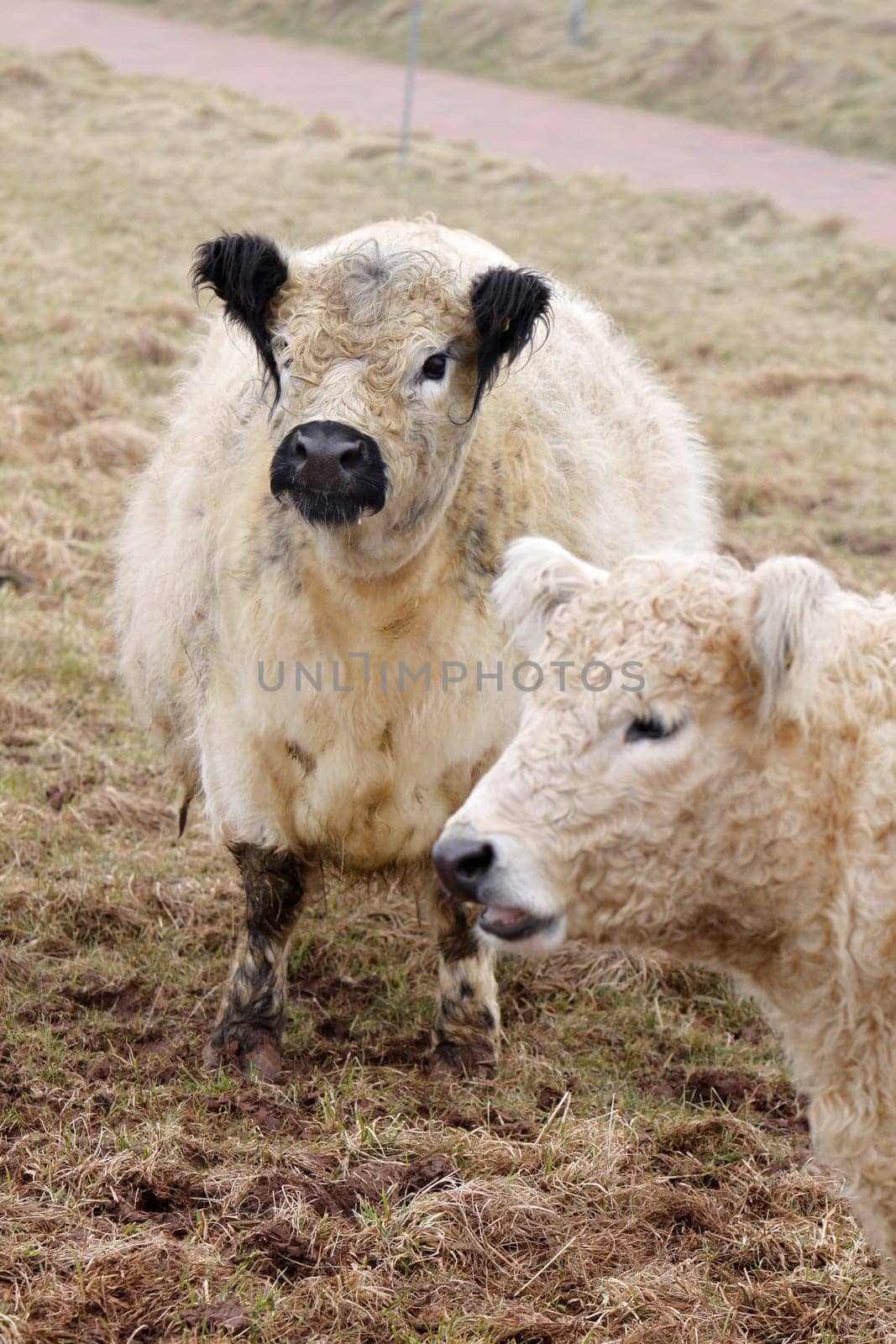 Galloway cattle