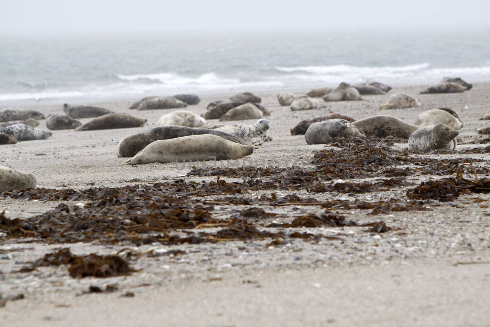 Grey seal on the beach of the Heligoland dune