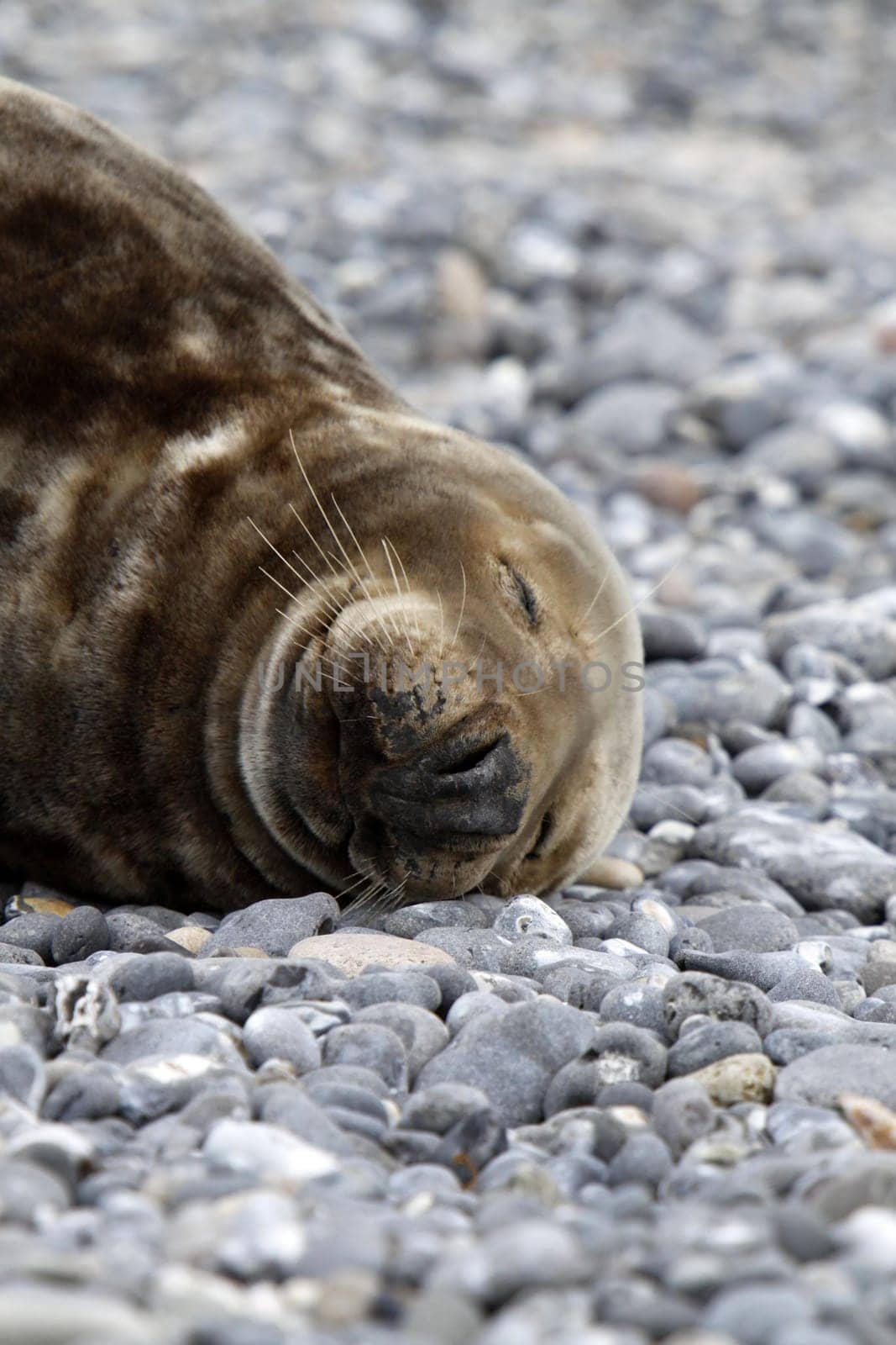 Grey seal on the beach of the Heligoland dune