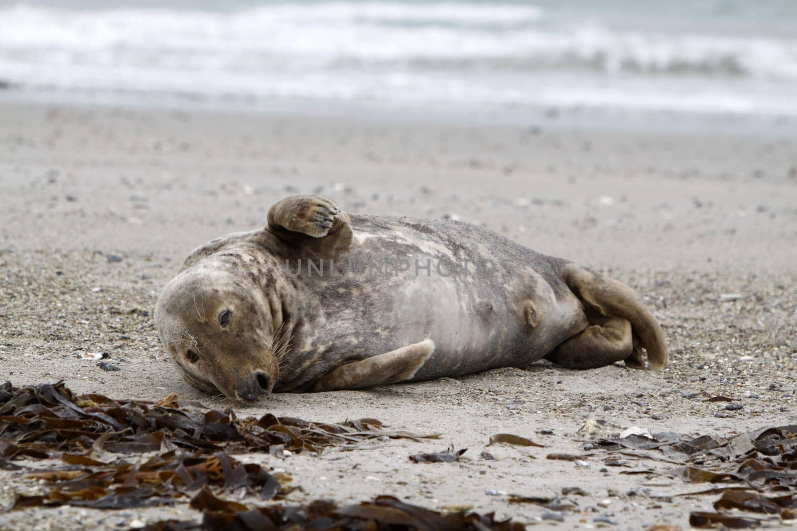 Grey seal on the beach of the Heligoland dune
