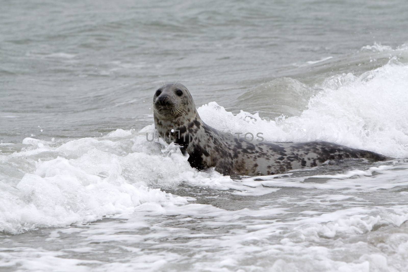 Grey seal on the beach of the Heligoland dune