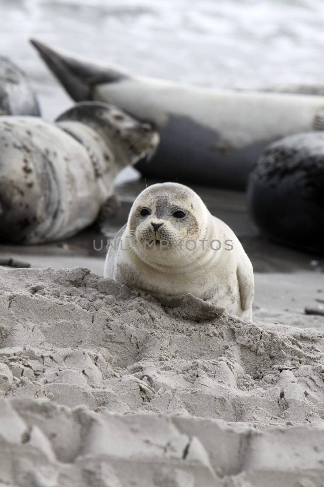 Grey seal on the beach of the Heligoland dune