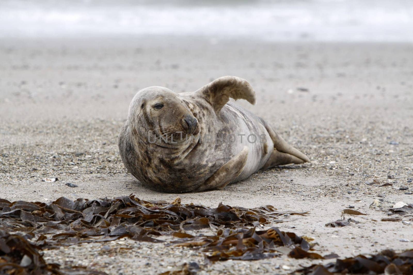 Grey seal on the beach of the Heligoland dune