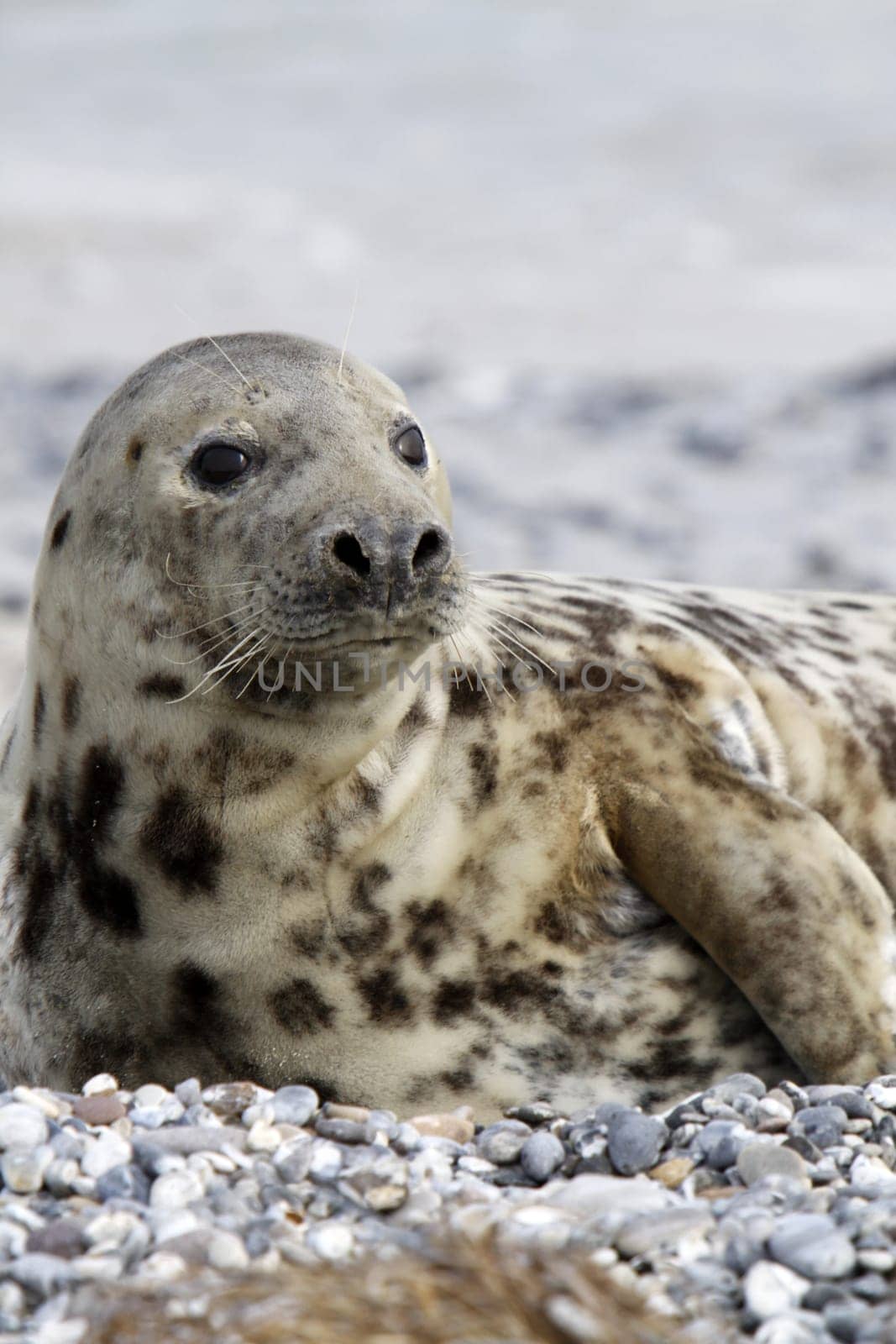 Grey seal on the beach of the Heligoland dune