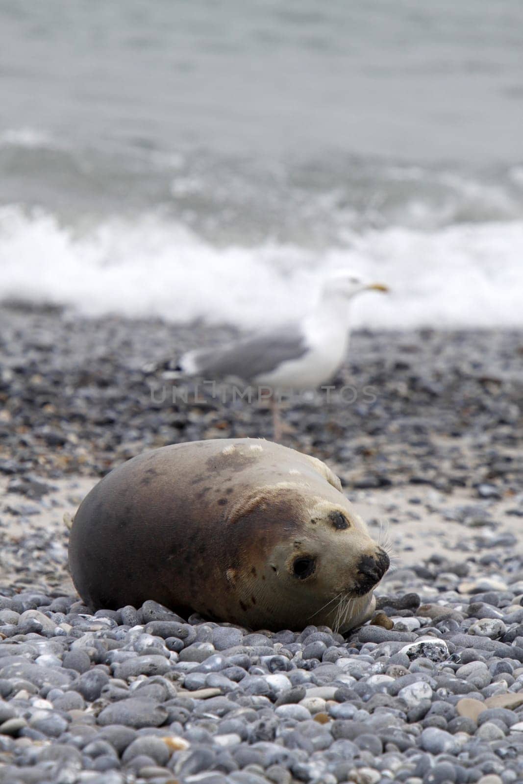 Grey seal on the beach of the Heligoland dune