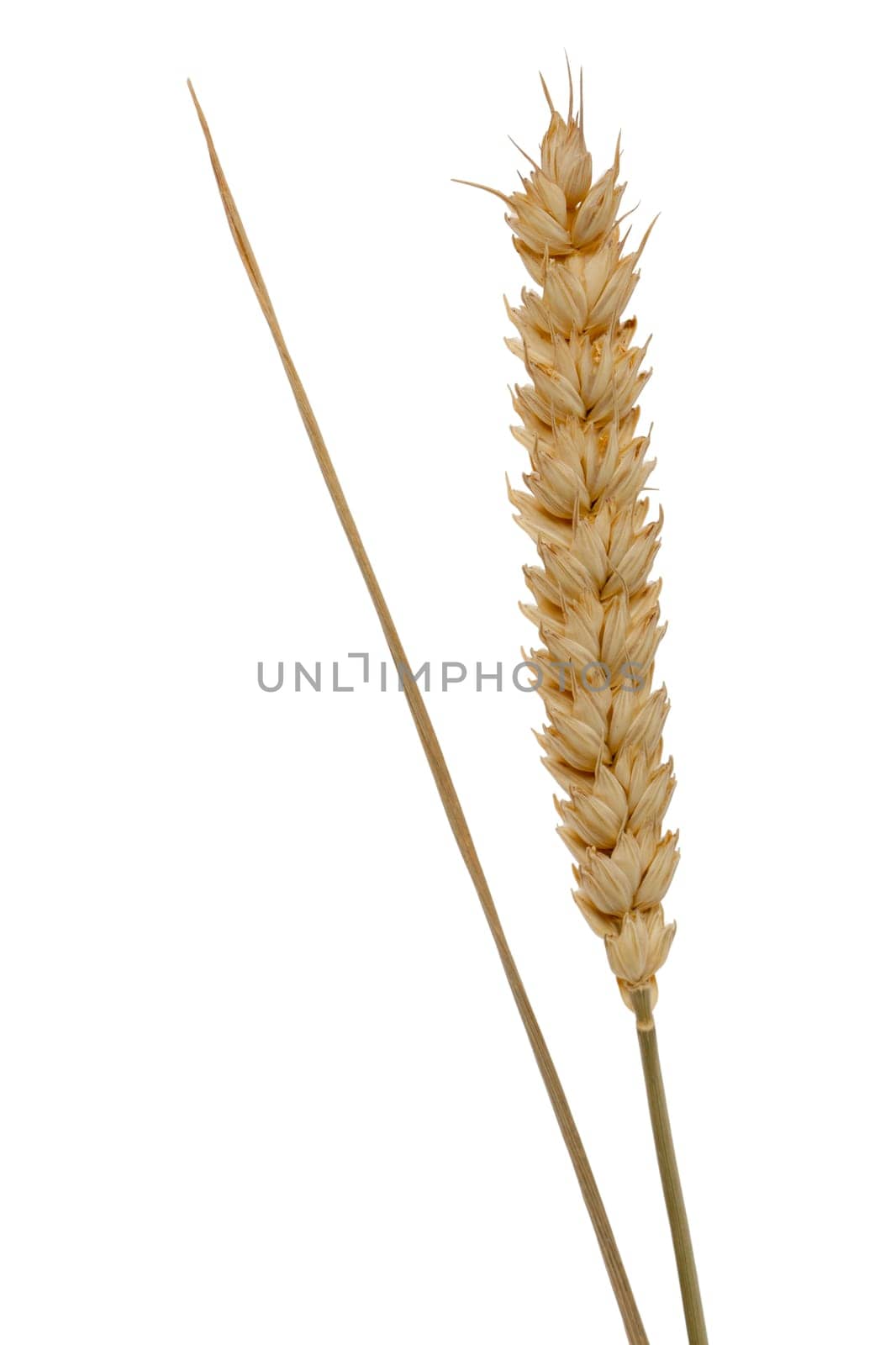 Ear of grain,close-up isolated against white background