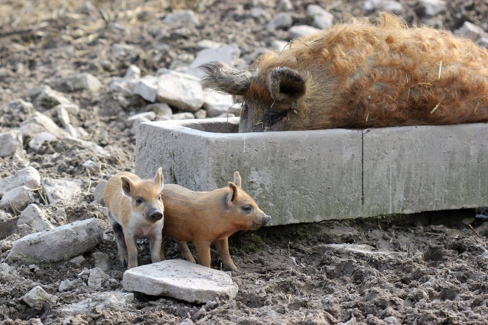 Bathing woolly pig sow with piglets