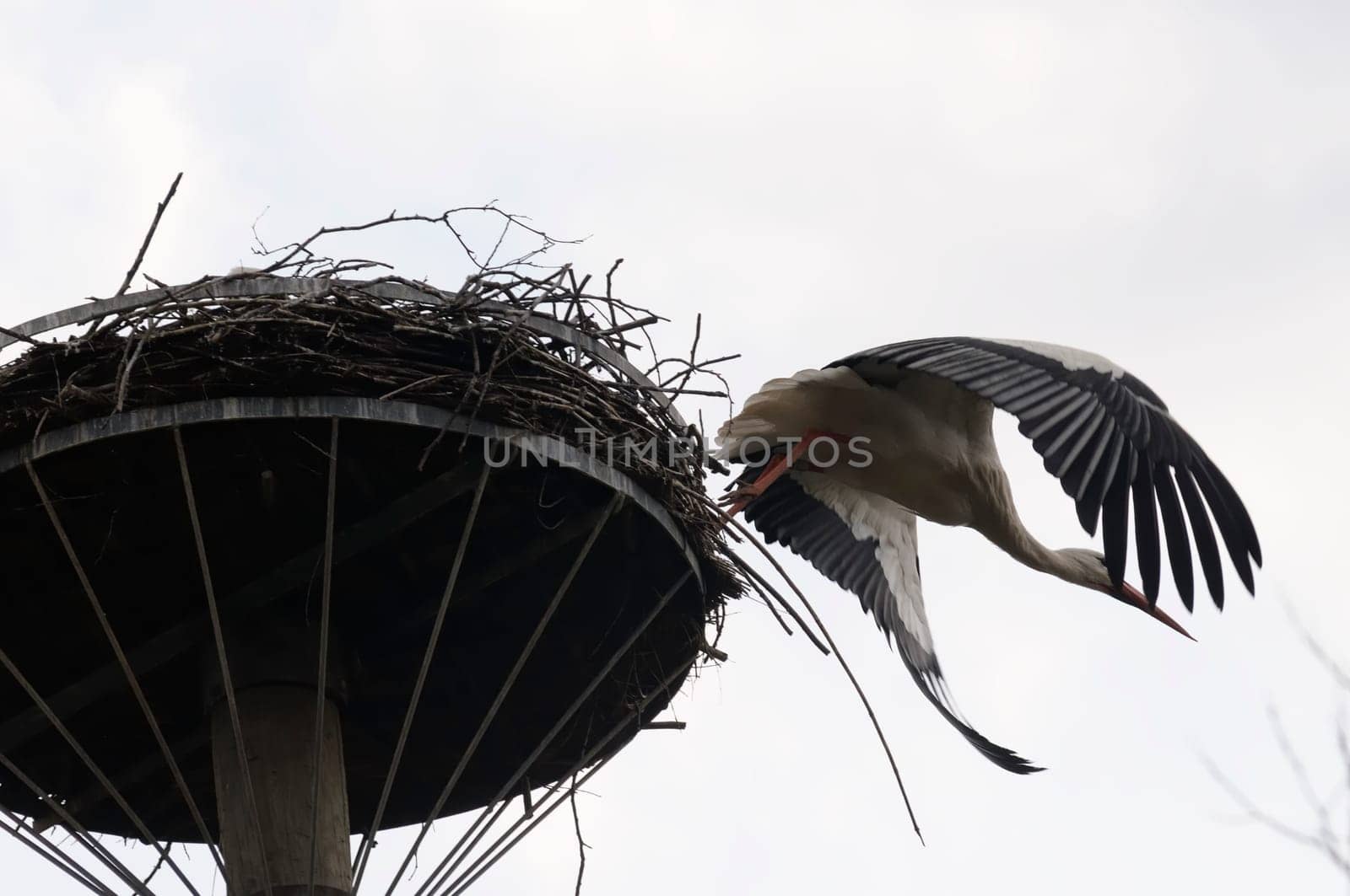 Spring storks