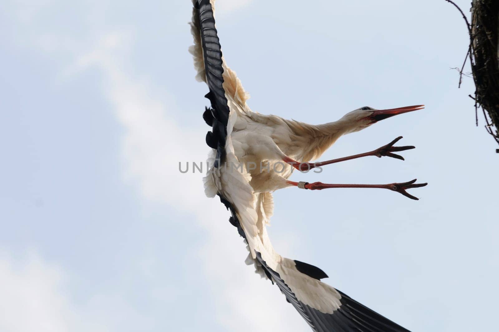 Spring storks
