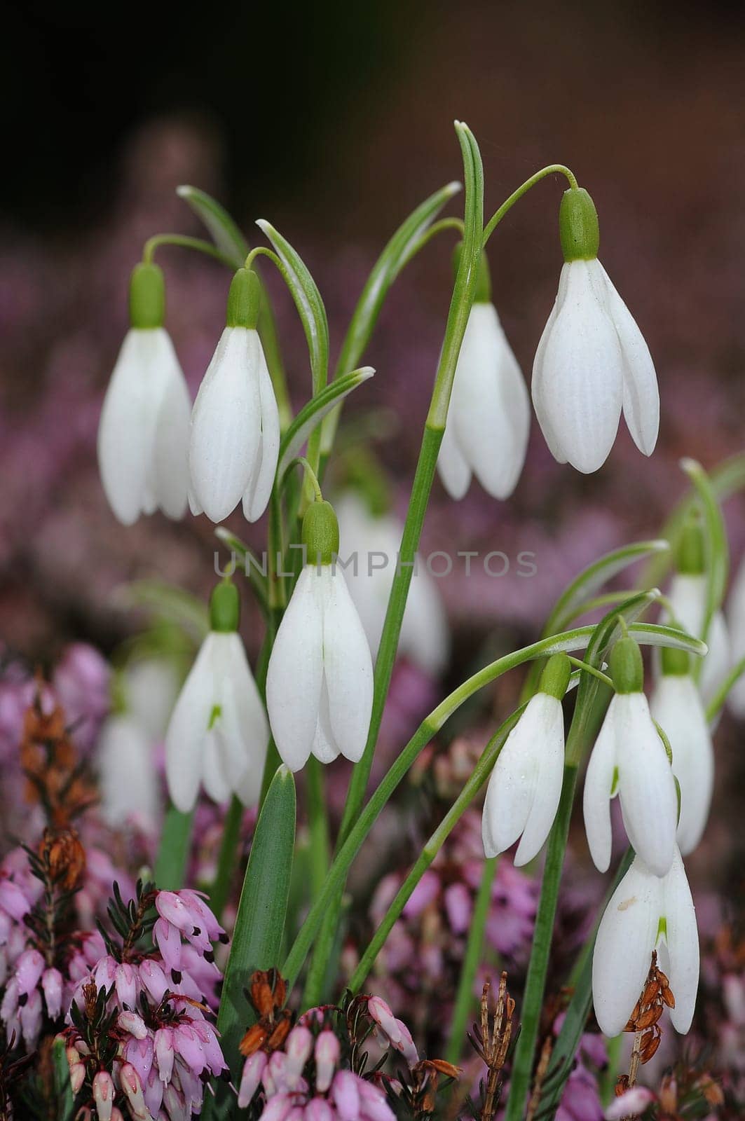Snowdrop
