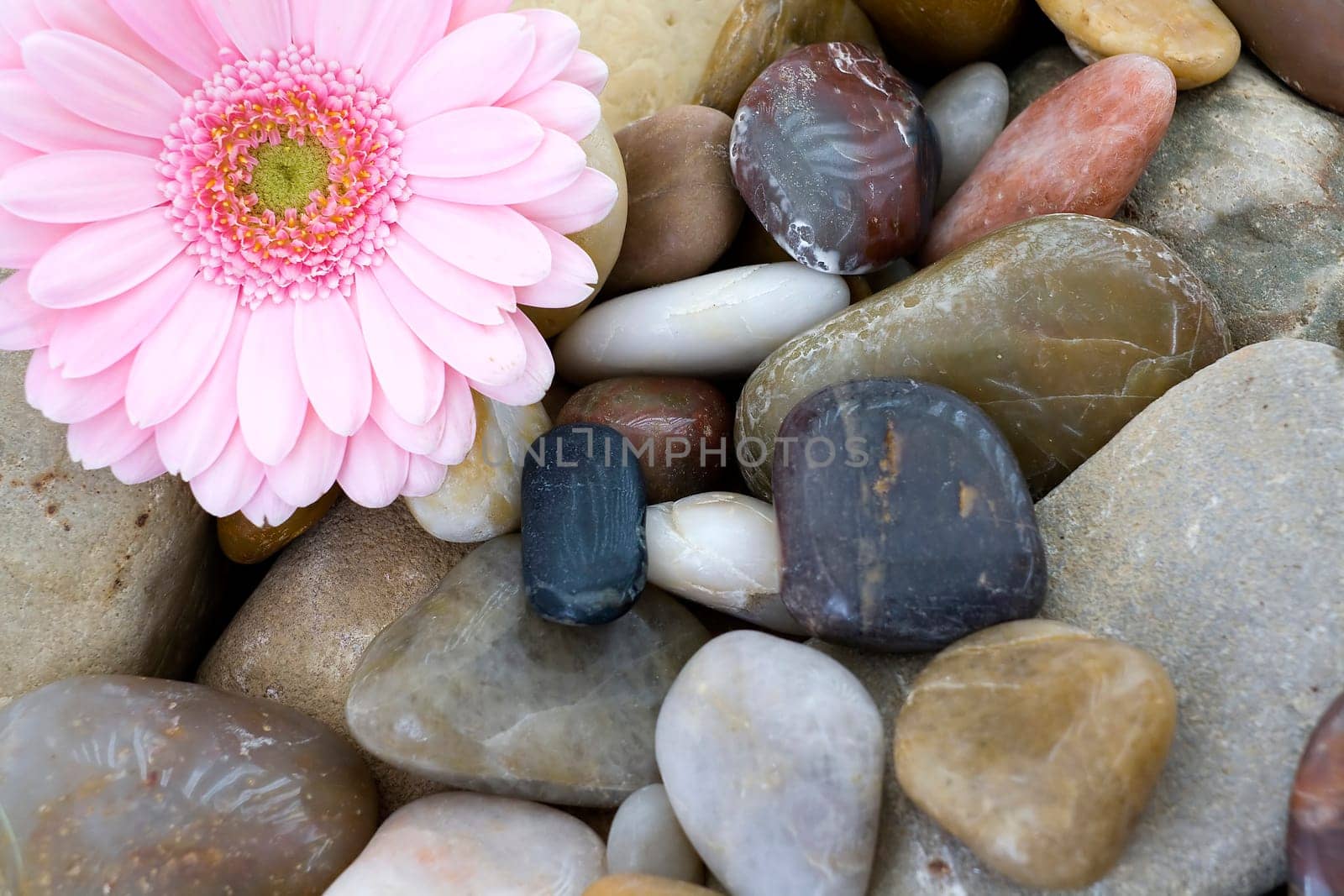 pink gerber on stones