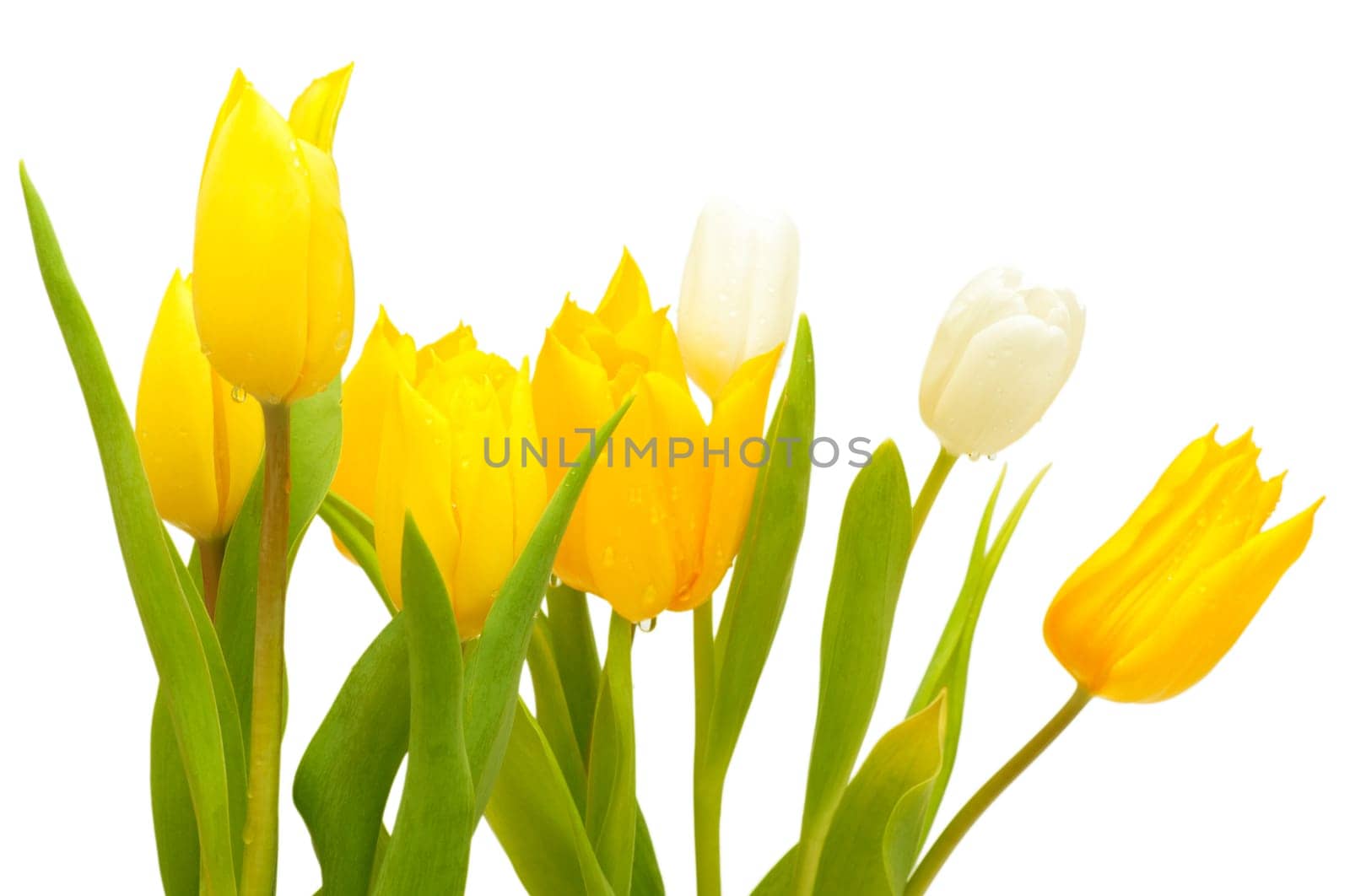 Yellow and White Tulips on White Background - Shallow Depth of Field