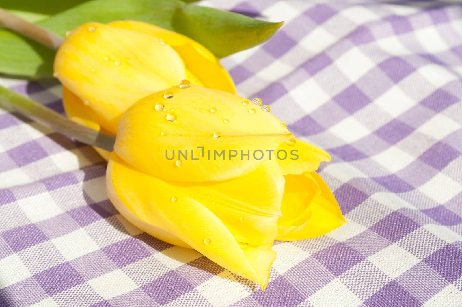 Closeup of Fresh Yellow Tulips on Violet Gingham Tablecloth
