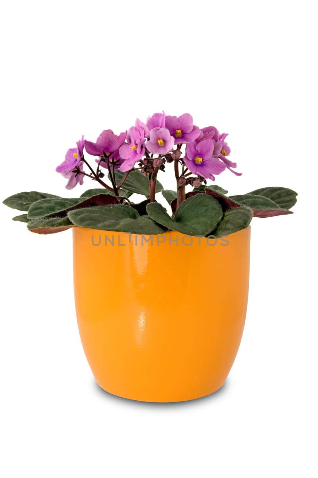 purple flower in a orange pot on white background