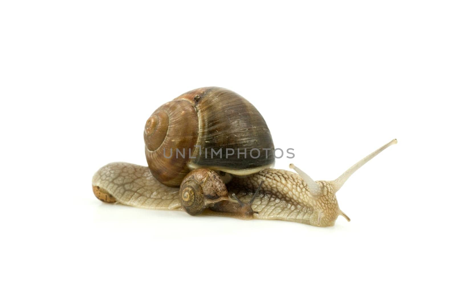 snails family crawling, isolated on white background