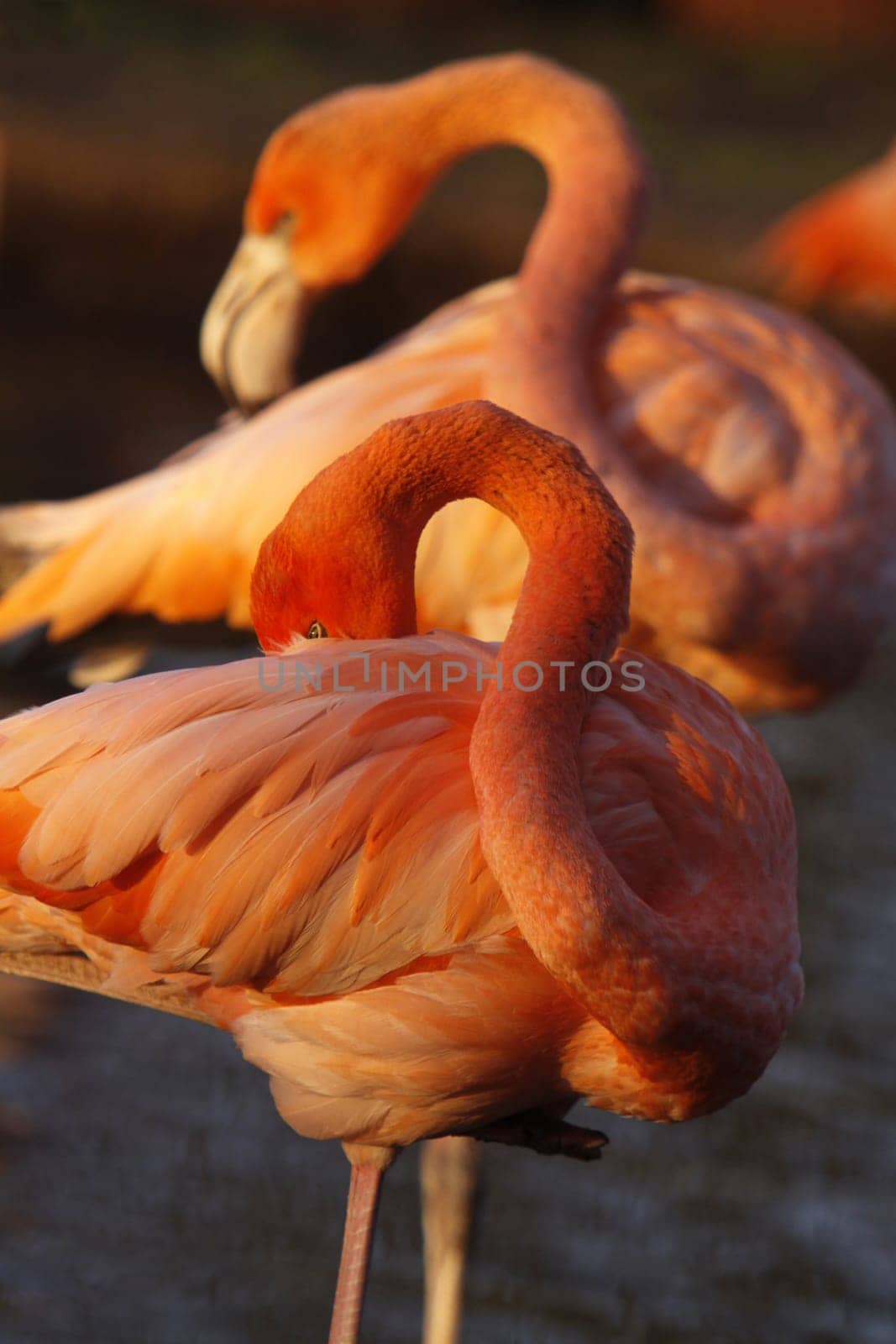 Chilean flamingo