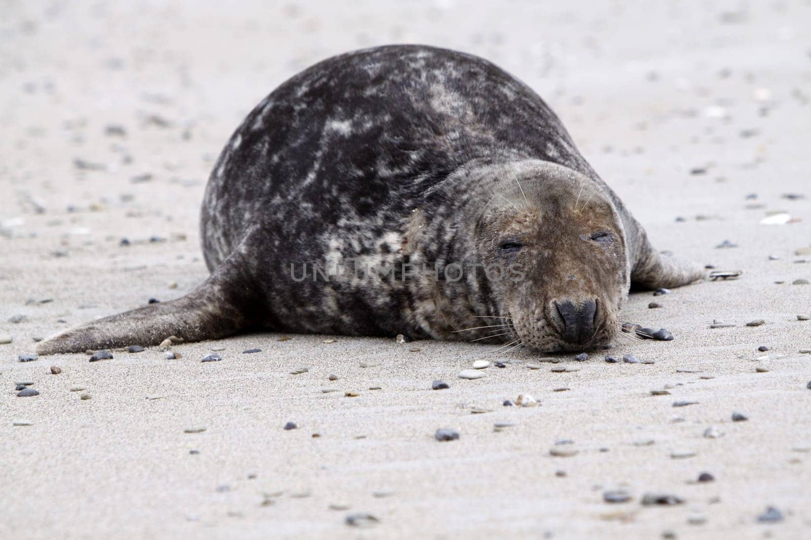 Grey seal on the beach of the Heligoland dune