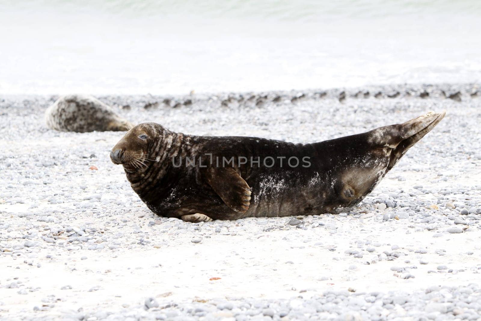 Grey seal on the beach of the Heligoland dune