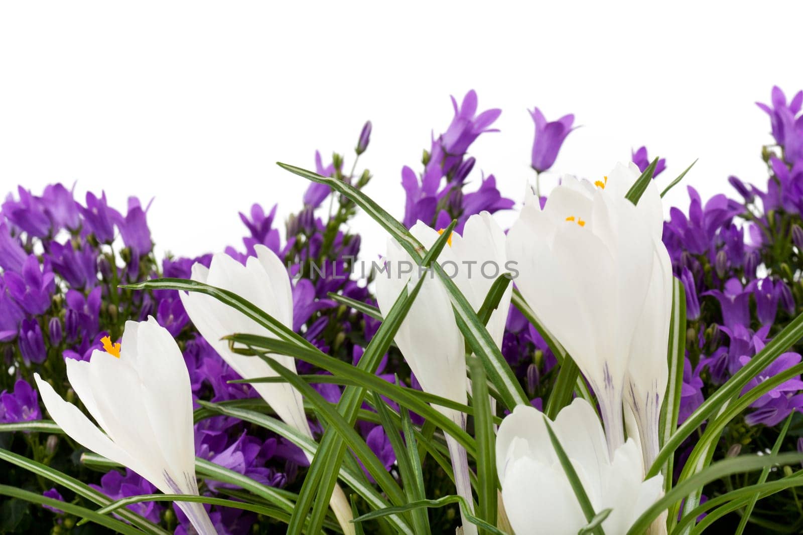 white crocus with purple campalusa,flowers against white background