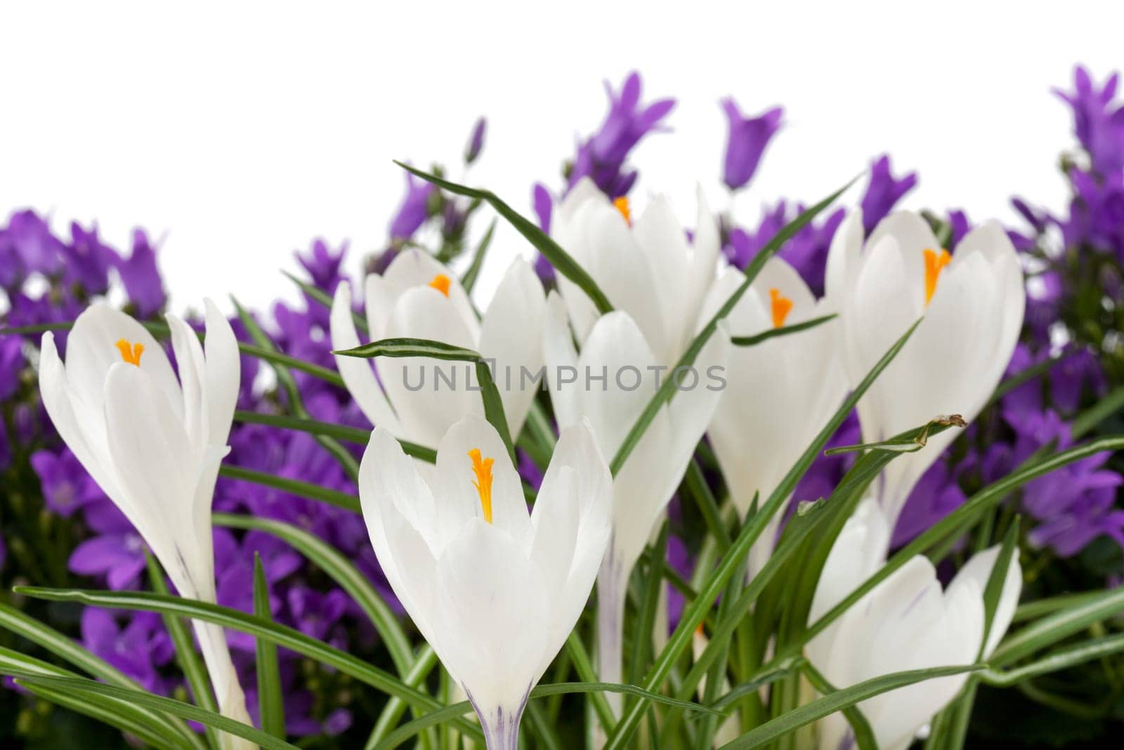 white crocus with purple campalusa,flowers against white background