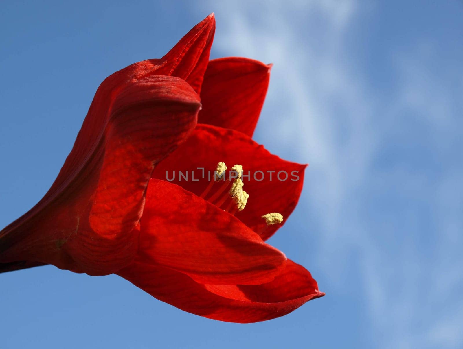 Red amaryllis