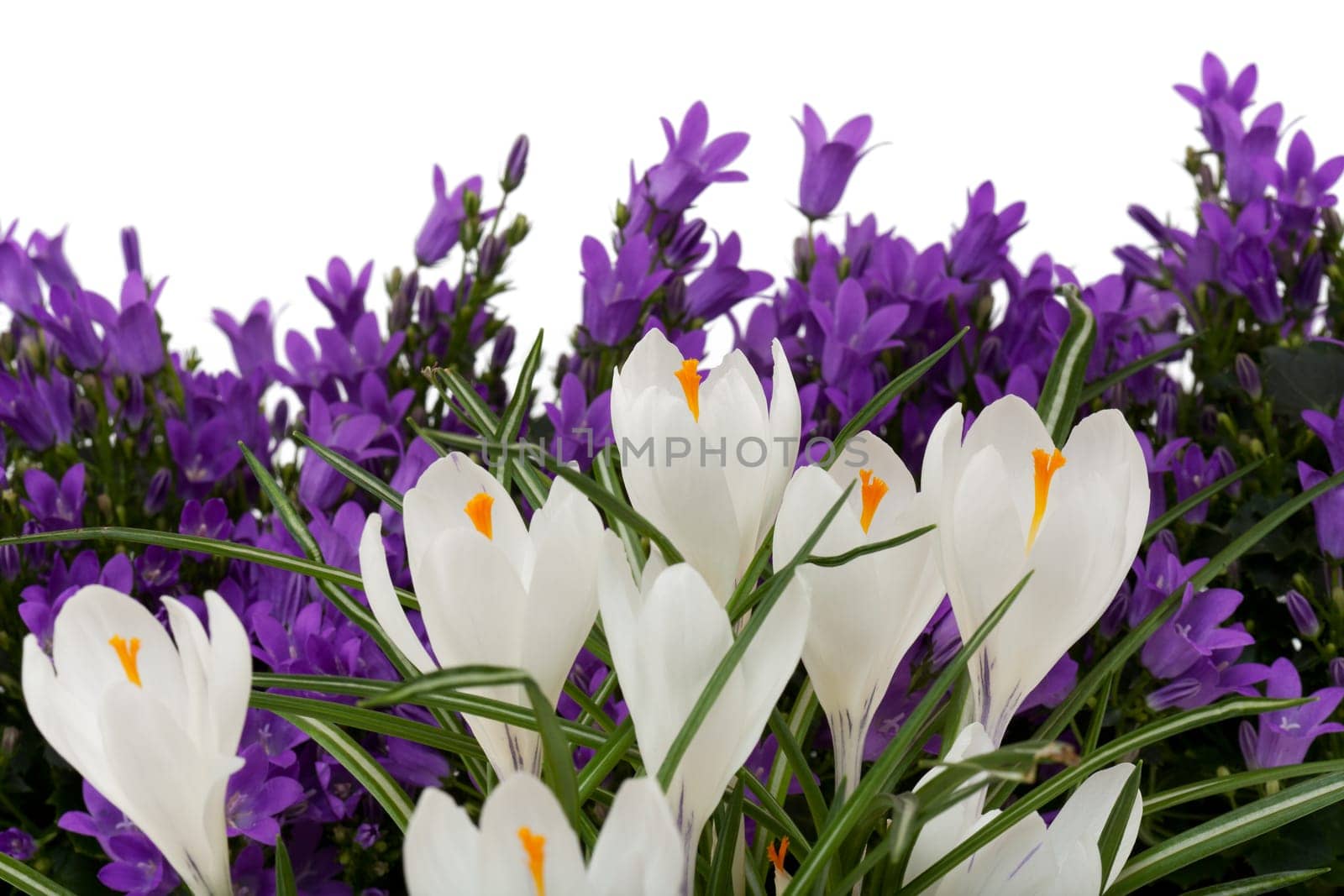 white crocus with purple campalusa,flowers against white background