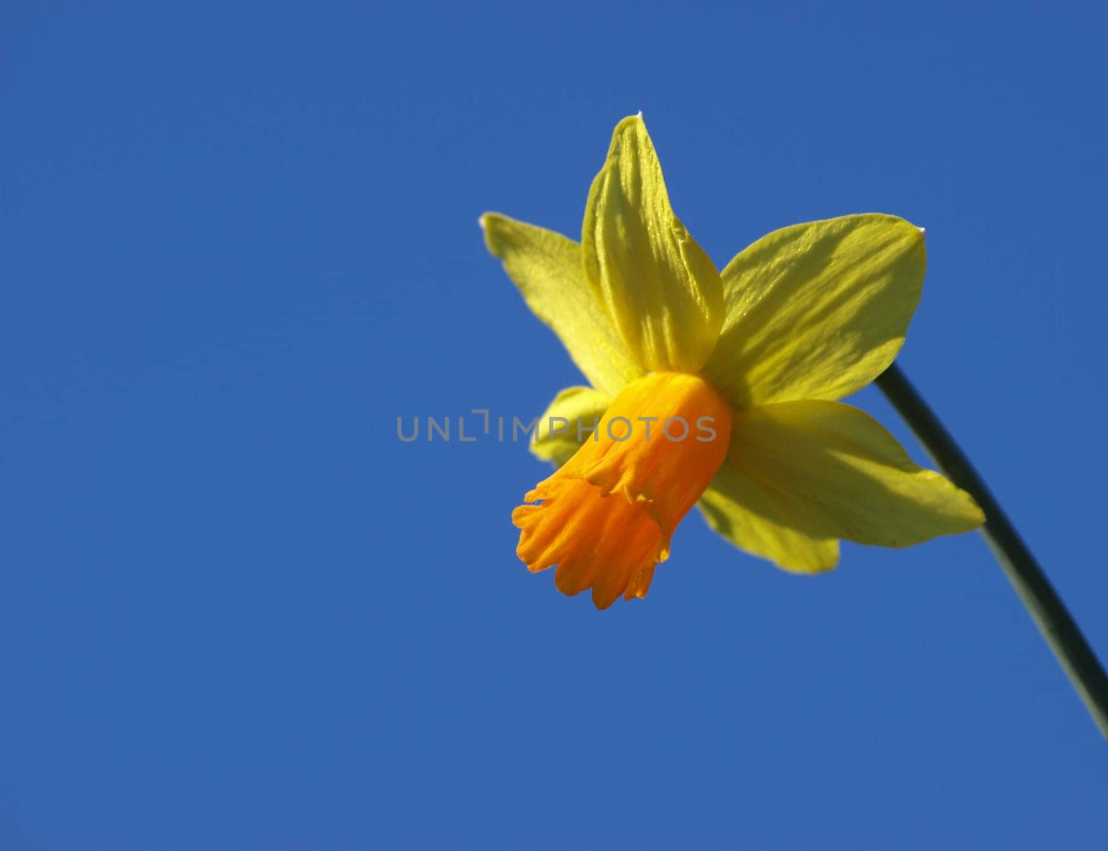 Yellow daffodil