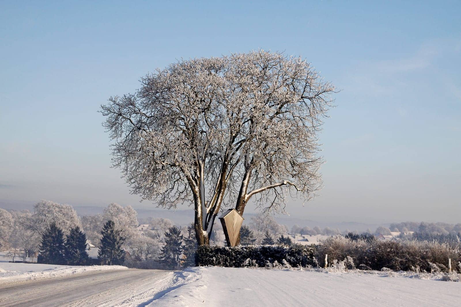 Chestnut in winter (Aesculus hippocastanum),Bad Iburg-Glane,Osnabrücker Land