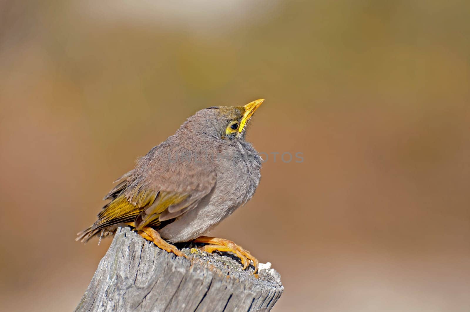 Yellow-fronted Chatterbird