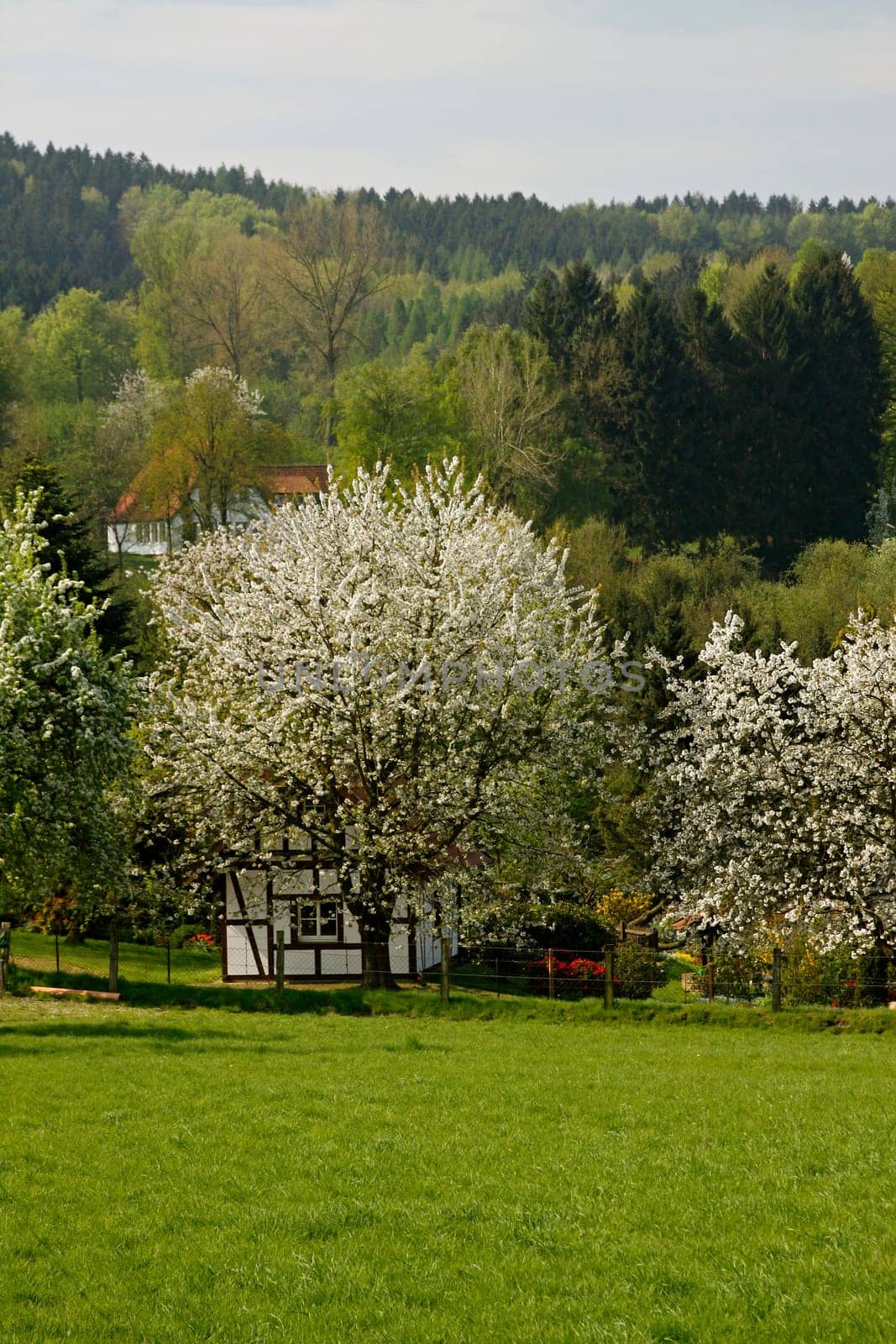 Fachwerkhaus mit Kirschbaum in Hagen a.T.W.,Osnabrücker Land,Niedersachsen - Half-timbered house with cherry tree in Hagen a.T.W.,Osnabruecker country,Lower Saxony,Germany,Europe